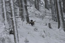 Bringtreueprüfung in Mürzzuschlag